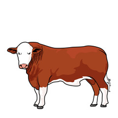 simmental red bull vector stock