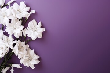 Naklejka na ściany i meble a bunch of white flowers sitting on top of a purple and purple background with space for a text or image.