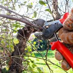 villager trims apple tree branches with garden pruner close-up in garden on sunny autumn day