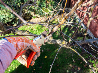 triming apple tree twigs with garden pruner in garden on sunny autumn day
