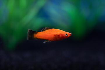 Closeup view of bright red orange Platy Fish in dark aquarium