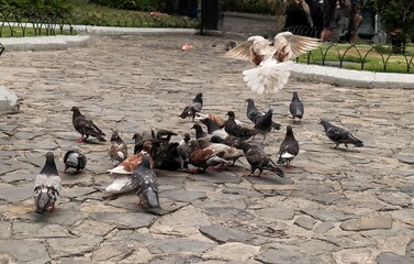 Obraz premium flock of pigeons