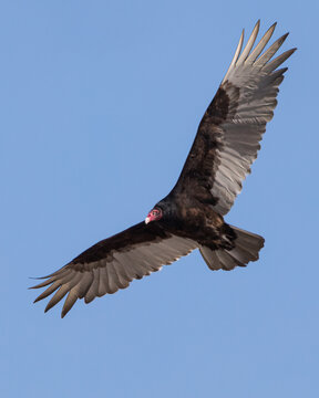 Closeup of large Turkey Vulture in flight overhead with spread wings