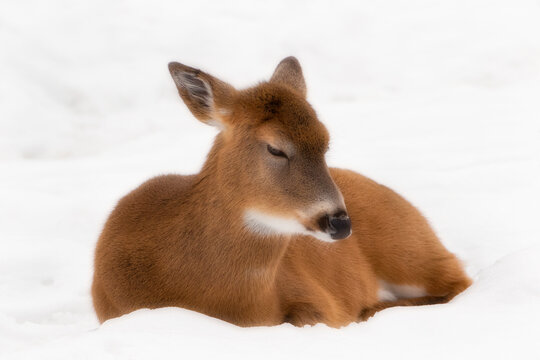 Close up of White tailed Deer resting in snow (version 2)