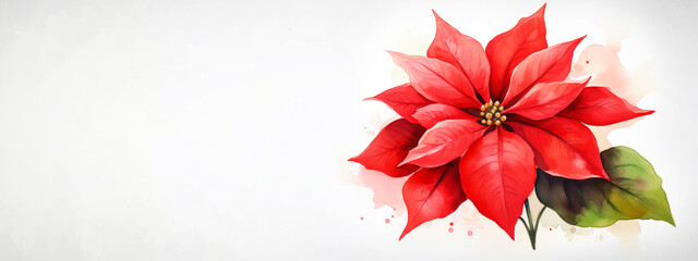 vibrant red poinsettia plant - watercolor illustration with copy space - white background