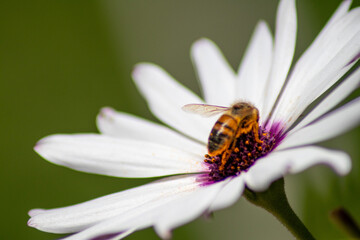 white garden flower 