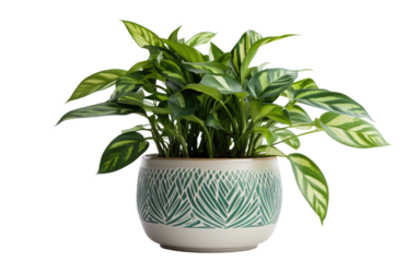 Ceramic Decorated Ceramic Plant Pot on White or PNG Transparent Background.