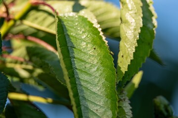 Blossoming Cherry Branch with Aphid Colonies in a Garden