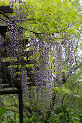 Fototapeta premium 藤棚の藤の花