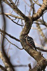 木を突っつくオオアカゲラ