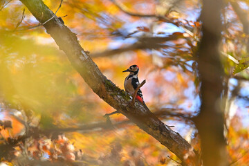 紅葉の中のアカゲラ
