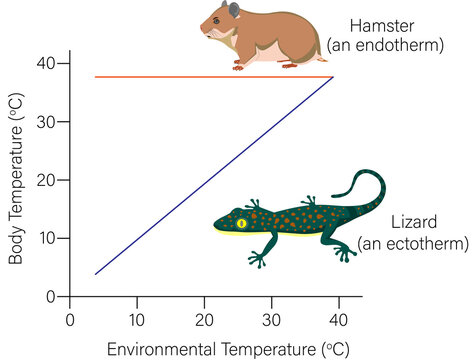 Graph to show thermoregulation in an ectotherm and an endotherm.  