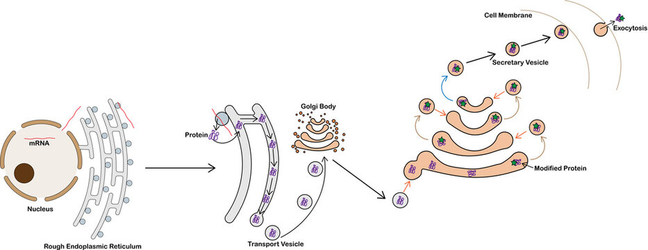 Protein trafficking. image shows the steps in protein transport through a cell, form rough endoplasmic reticulum, golgi body and exocytosis.  