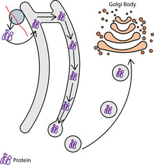 Protein transport through the rough endoplasmic reticulum into a transport vesicle and transport to the golgi body