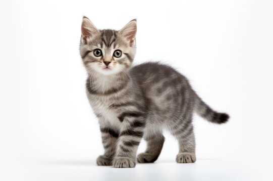 Cute adorable kitten cat photo, pet shop image, cat lover and rescuer.