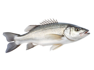 Fototapeta premium Sea Bass Fish