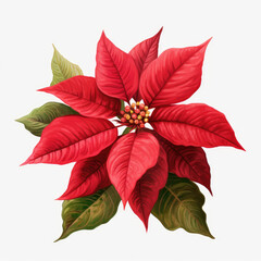Watercolor illustration of poinsettia flower, red and green leaves on a white background