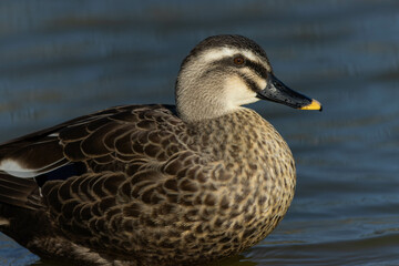 ふっくらとした冬毛のカルガモ
