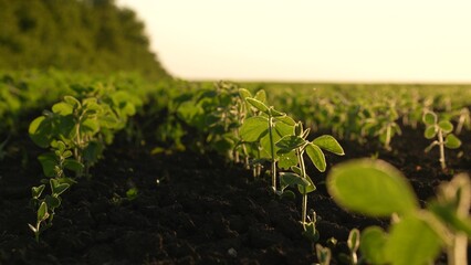 Fresh young soybeans grow farm field, where each row forms growing field. land soil farm prepared...