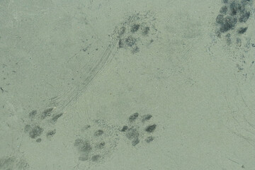 cat footprints on dusty glass