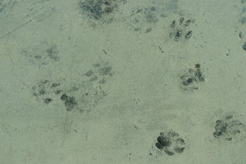 cat footprints on dusty glass