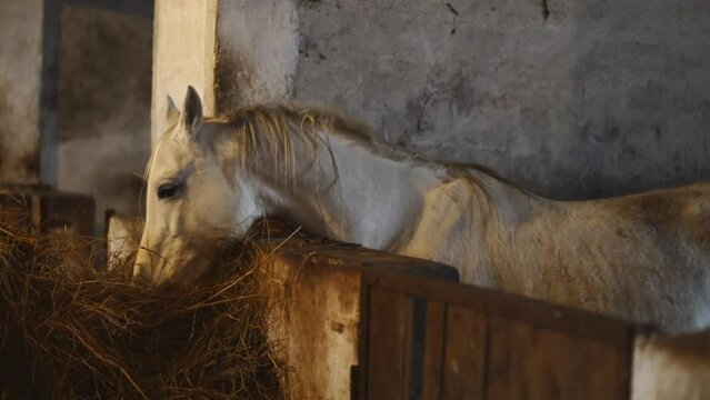 white horse in a stall