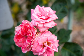 富士中央公園のバラ
