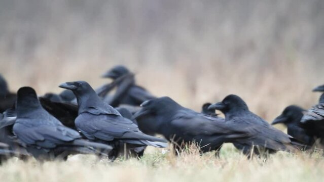 Bird beautiful raven Corvus corax North autumn time Poland Europe, two ravens on autumn meadow large flock of hungry birds
