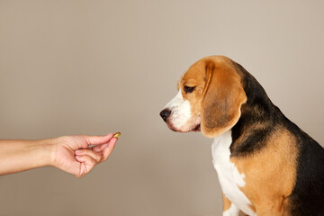 The beagle dog is waiting to be given a pill from the hands of the owner or a doctor. The concept...
