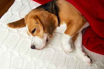 Cute dog Beagle sleeps on the bed under a blanket. Cozy homely atmosphere.