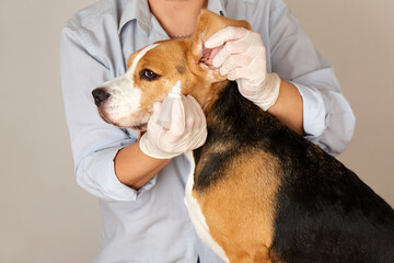 The veterinarian instills drops into the ears of the beagle dog. Pet care, examination and...