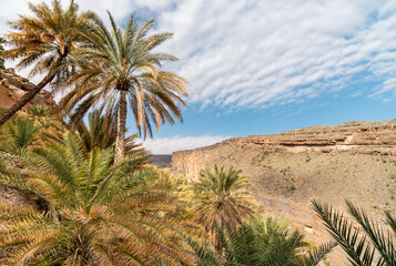 Palm trees oasis at Misfah al Abriyyin or Misfat Al Abriyeen village located in the north of the Sultanate of Oman.