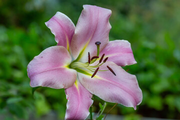 Blooming purple lily flower on a green background on a summer sunny day macro photography. Garden...
