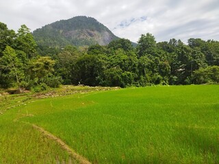 rice field