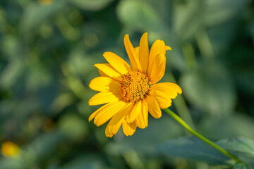 Blooming false sunflower on a green background on a summer sunny day macro photography. Garden rough oxeye flower with yellow petals in summertime, close-up photo. Orange heliopsis floral background.