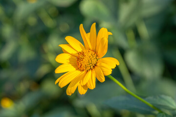 Blooming false sunflower on a green background on a summer sunny day macro photography. Garden rough oxeye flower with yellow petals in summertime, close-up photo. Orange heliopsis floral background.