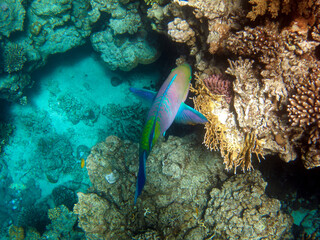 Fototapeta na wymiar Parrot fish ( SCARIDAE ) feedig on the soral photographed while snokeling in the red sea.