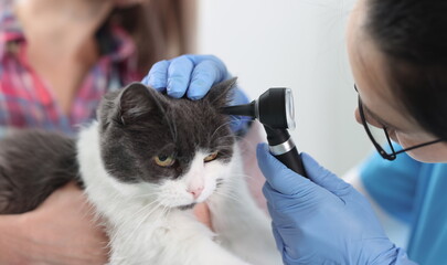 Woman veterinarian looking cats ear with otoscope closeup. Diagnosis of animal ear diseases concept