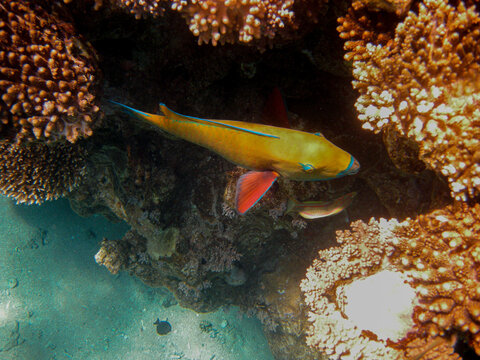 Parrot fish ( SCARIDAE ) feedig on the soral photographed while snokeling in the red sea.