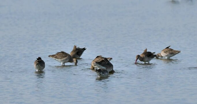 Flock of black-tailed godwit (Limosa limosa) feeding in salt field ,bird foraging in water at seashore,real time shot. 