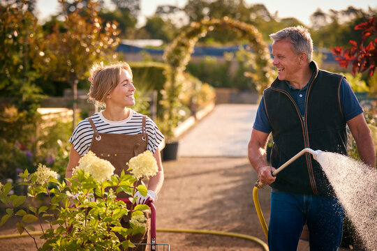 Mature Man And Woman Working Outdoors In Garden Centre Watering Plants
