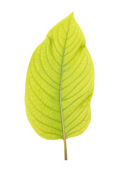 leaves of Mitragyna speciosa Korth (Kratom) on transparent png
