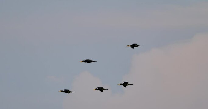 group of flying birds (great cormorant) in the sky