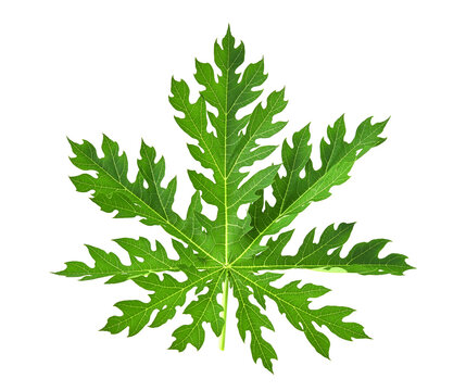 papaya Leaf on transparent png