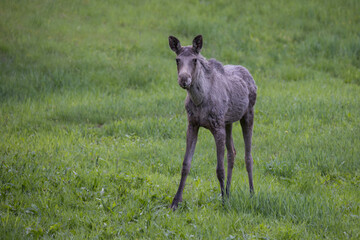 Baby moose portrait