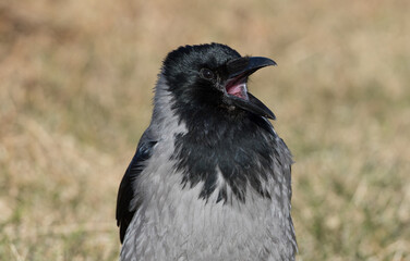 Screaming Crow closeup