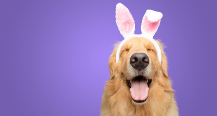 Golden retriever dog bunny dressed ears rabbit easter holiday on purple background isolated