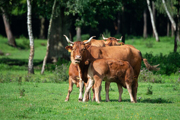 Lush Pasture Serenity: Limousine Cattle Grazing in Verdant Fields