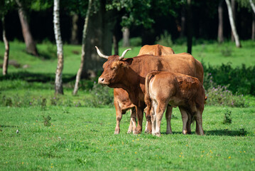 Lush Pasture Serenity: Limousine Cattle Grazing in Verdant Fields