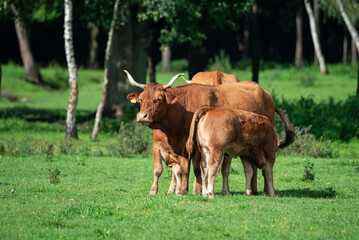 Naklejka na ściany i meble Lush Pasture Serenity: Limousine Cattle Grazing in Verdant Fields